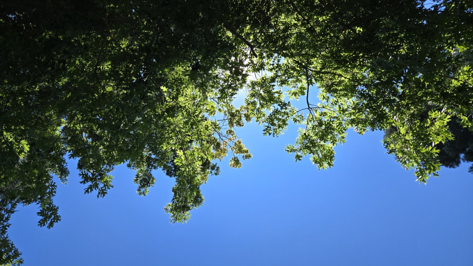 Sunlight filtering softly through green tree branches